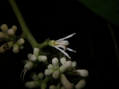 Citronella suaveolens