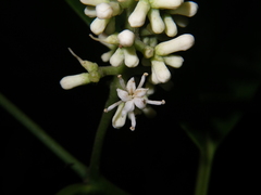 Citronella suaveolens