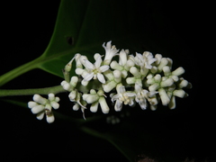 Citronella suaveolens