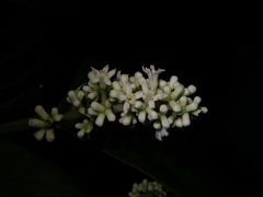 Citronella suaveolens