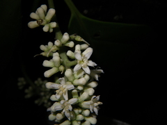 Citronella suaveolens