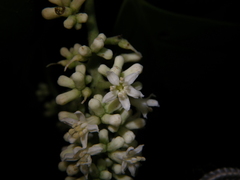 Citronella suaveolens