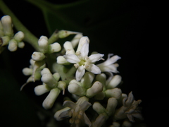Citronella suaveolens