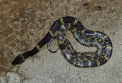 Lycodon travancoricus