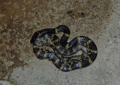 Lycodon travancoricus