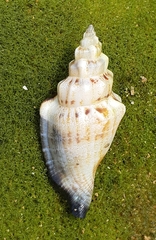 Canarium urceus