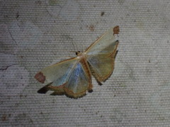 Zamarada pinheyi