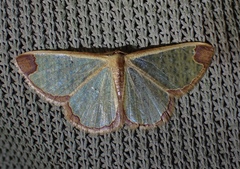 Zamarada pinheyi
