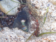 Octopus djinda