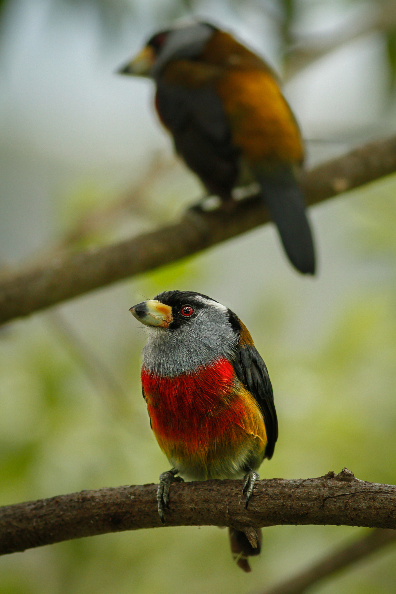 Toucan Barbet illustration