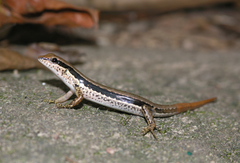 Sphenomorphus maculatus