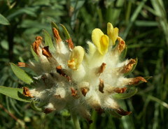 Anthyllis vulneraria polyphylla