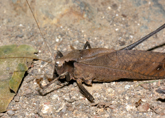 Mecopoda
