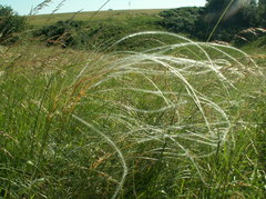 Stipa dasyphylla