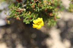 Hibbertia diamesogenos