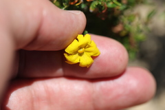 Hibbertia diamesogenos