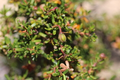 Hibbertia diamesogenos
