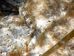 Lepidoblennius marmoratus