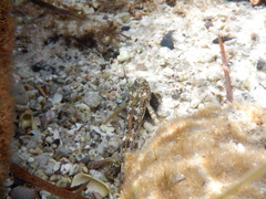 Lepidoblennius marmoratus