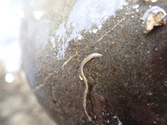 Nemertopsis bivittata
