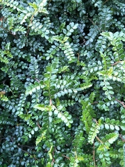 Zanthoxylum beecheyanum