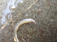 Nemertopsis bivittata