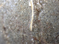 Nemertopsis bivittata