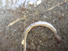 Nemertopsis bivittata