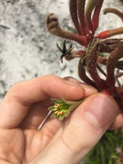 Anigozanthos flavidus