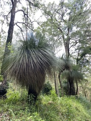 Xanthorrhoea malacophylla