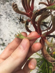 Anigozanthos flavidus