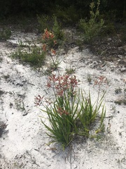 Anigozanthos flavidus