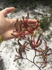 Anigozanthos flavidus