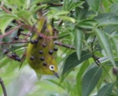 Zosterops anderssoni