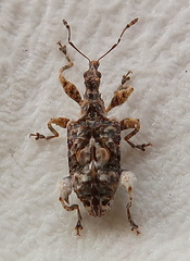 Stephanorhynchus curvipes