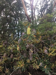 Banksia aemula