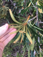Banksia aemula
