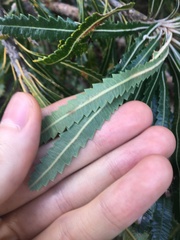 Banksia aemula