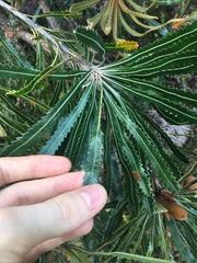 Banksia aemula