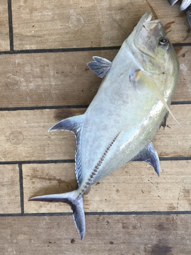 Brassy trevally (Caranx papuensis) — Carangidae