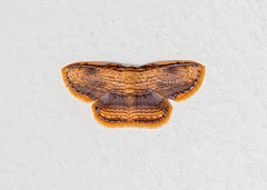Drapetodes mitaria