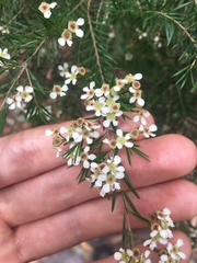 Sannantha pluriflora