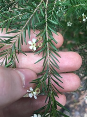 Sannantha pluriflora