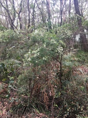 Sannantha pluriflora