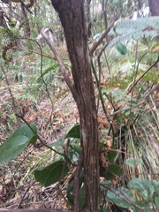 Sannantha pluriflora