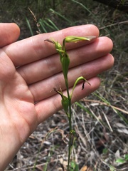 Cryptostylis subulata