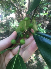 Ficus fraseri