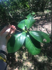 Ficus fraseri