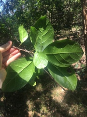 Ficus fraseri
