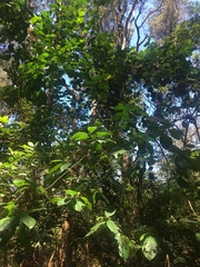 Ficus fraseri